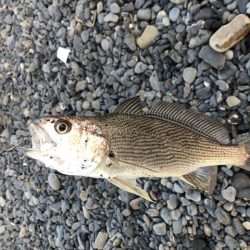 サーフ　ヒラメ狙いで・・・